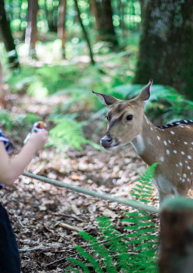 Domaine de Pescheray