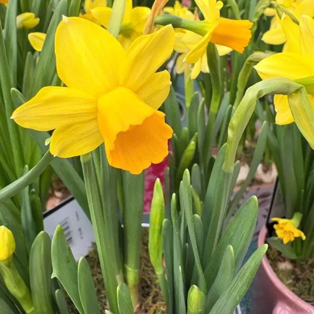 Instagram #lafertebernard